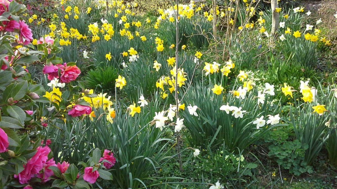 Owletts Barn B&B Bodmin Eksteriør billede
